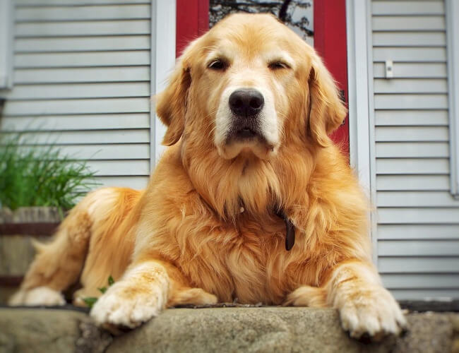 Rocky - Golden Retriever