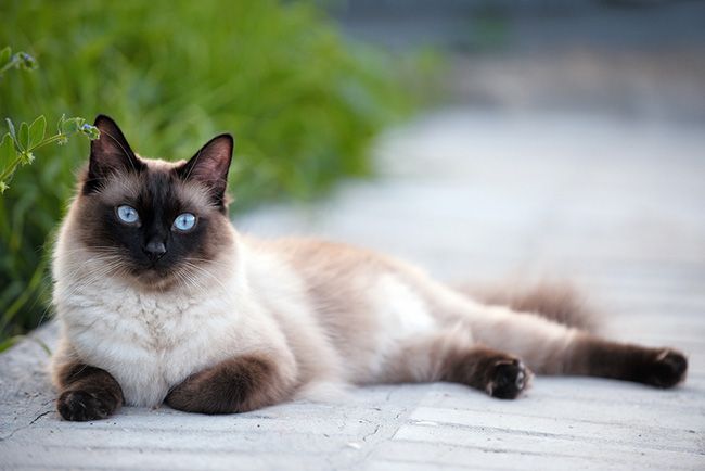 Luna - Gato Siamés