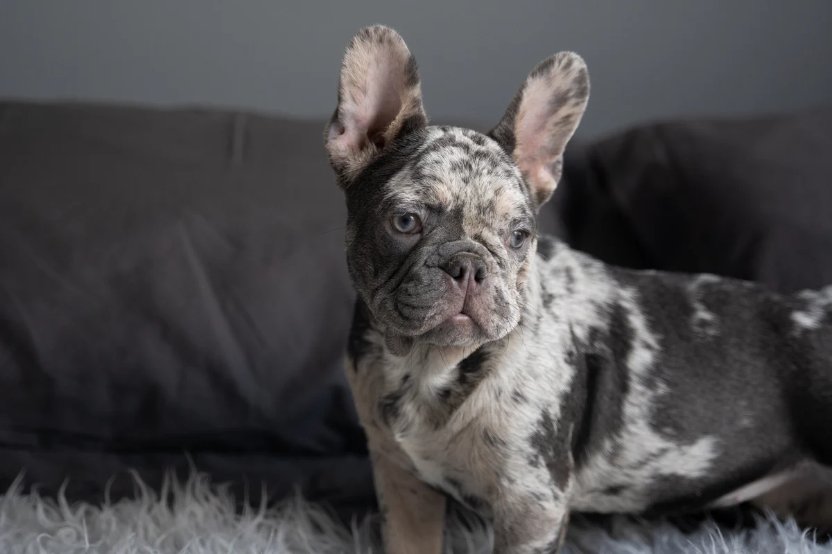 Max - Bulldog Francés